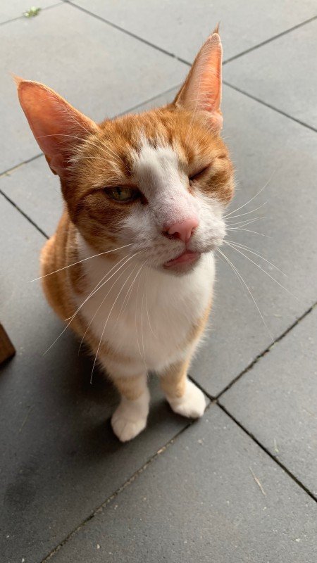 Joep