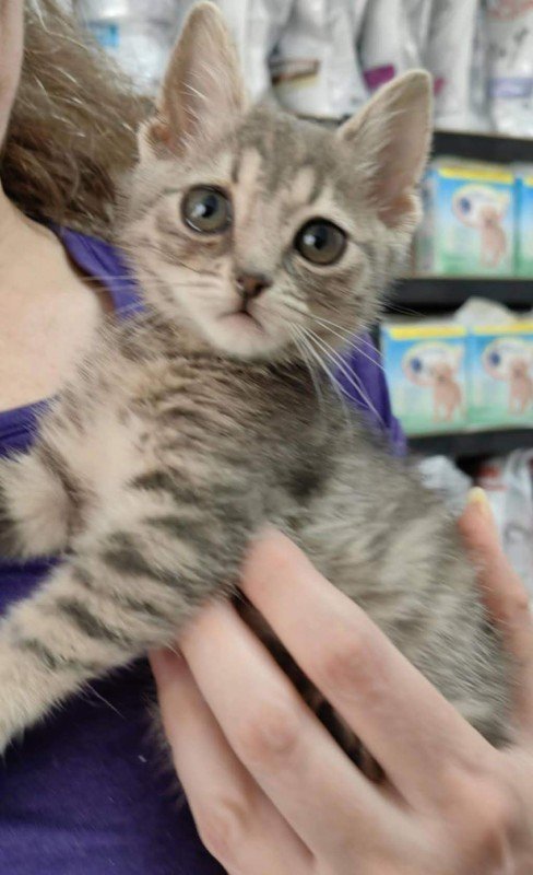 Ella