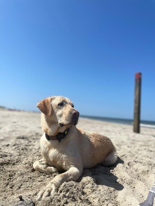 Buddy