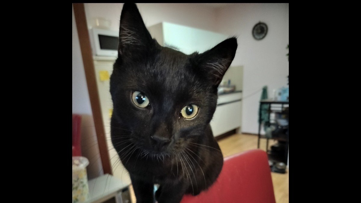 Ziggy