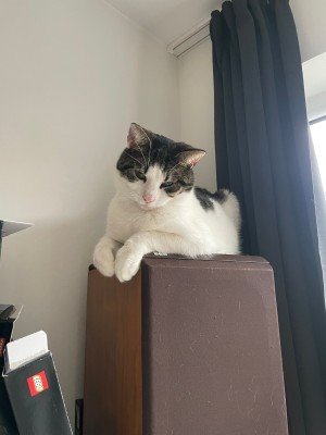 Yuki