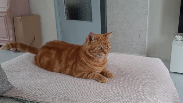 Titi