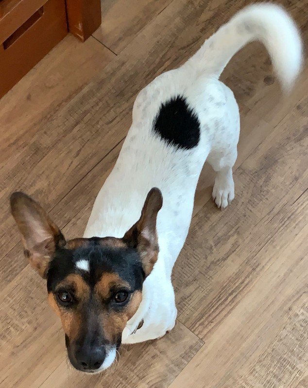 Milo