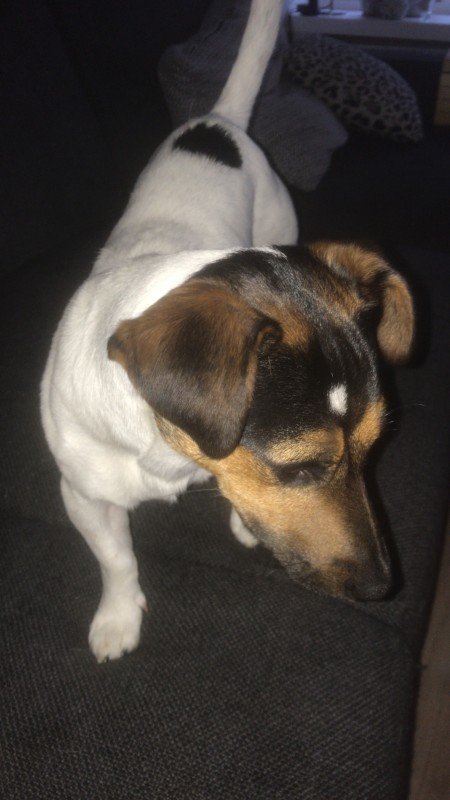 Milo