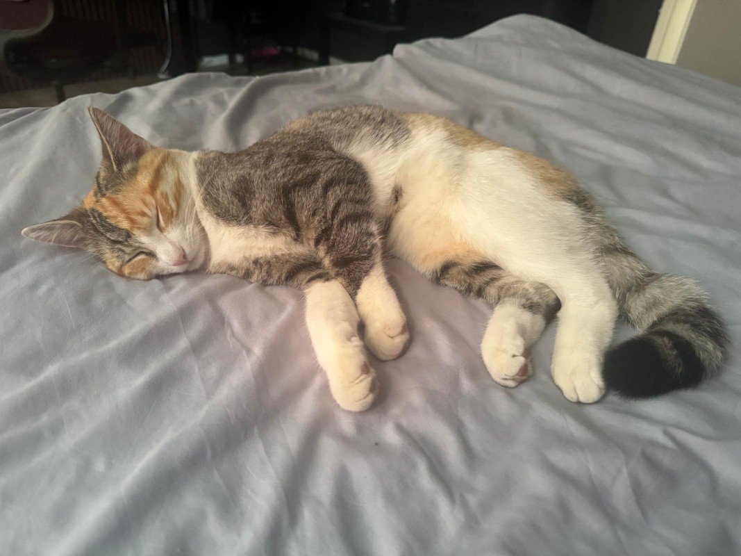 Lila
