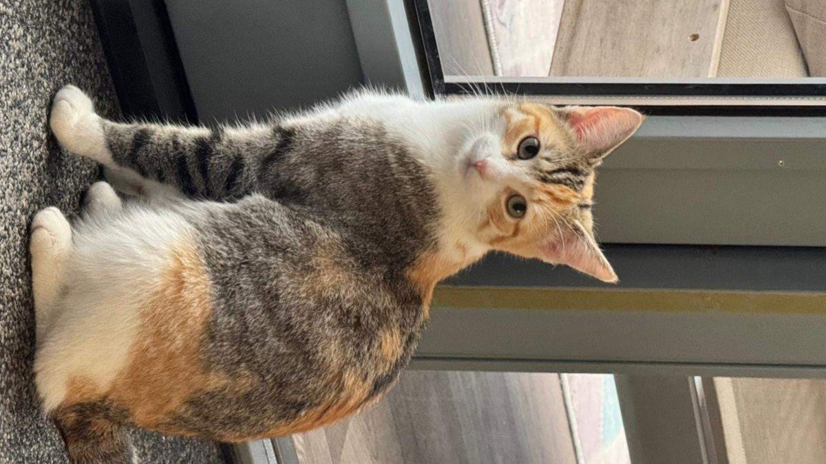 Lila