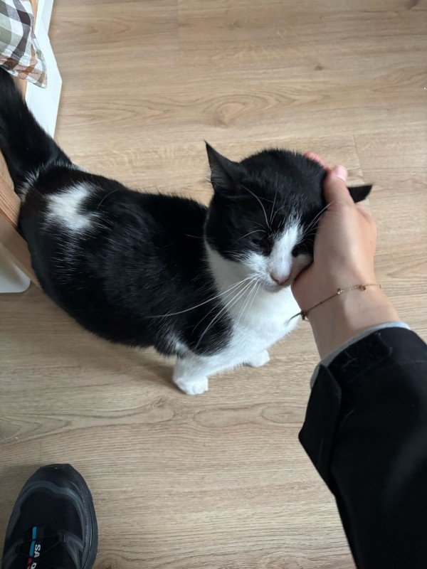 Bean