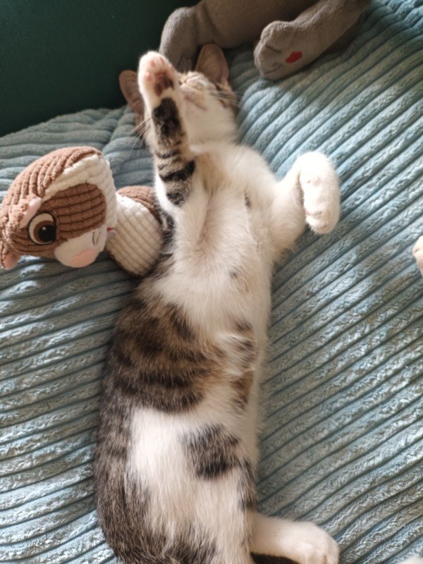 Felix