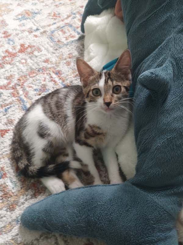 Felix