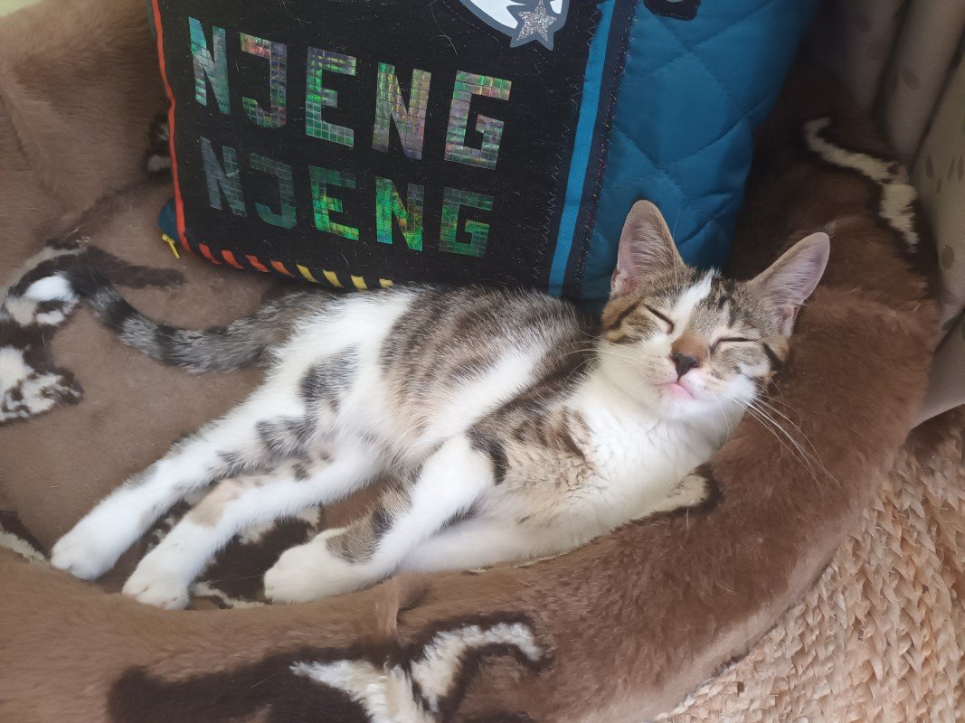 Felix