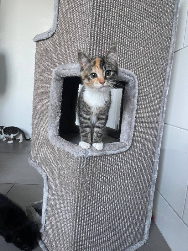 Nala