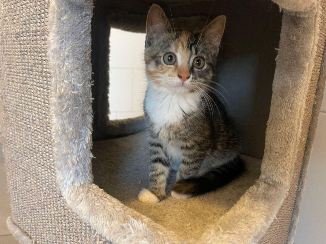 Nala