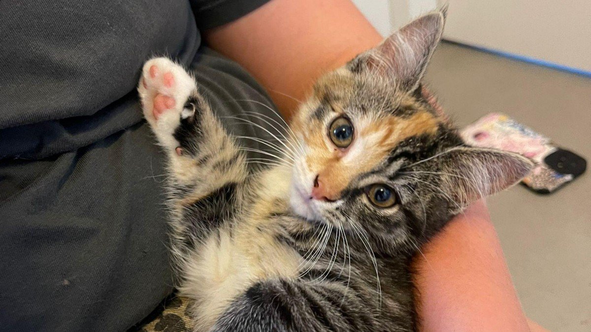 Nala