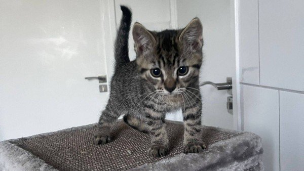 Ollie