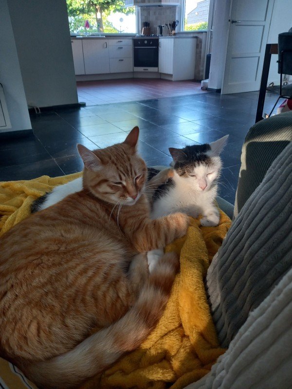 Milo
