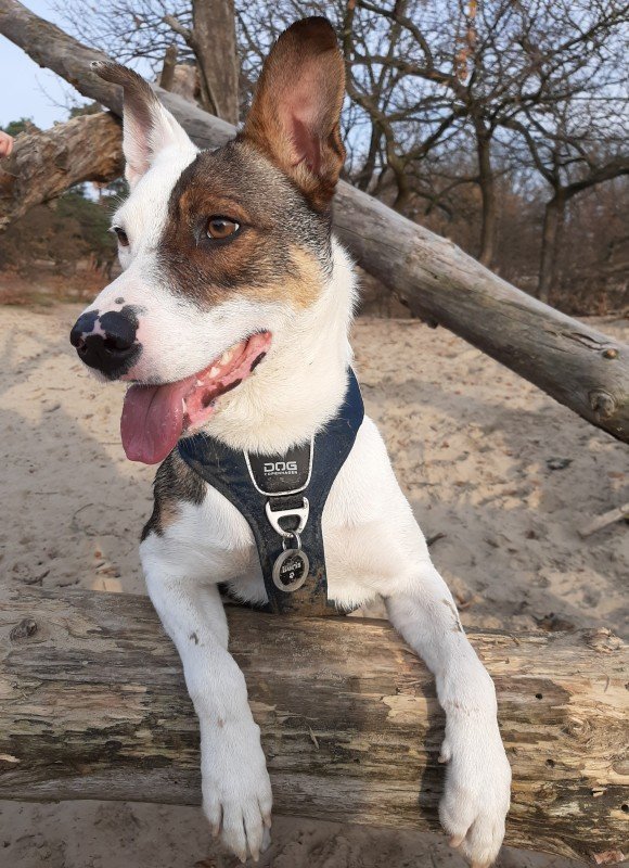 Boris