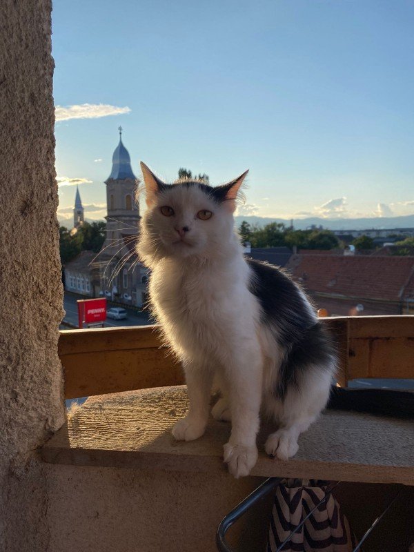 Katto