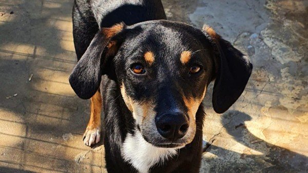 Bodhi