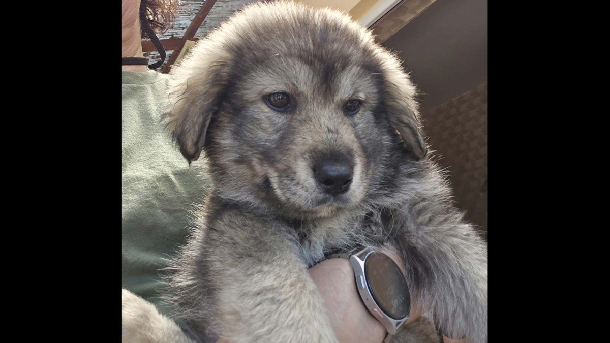 Wolfy
