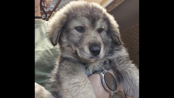 Wolfy