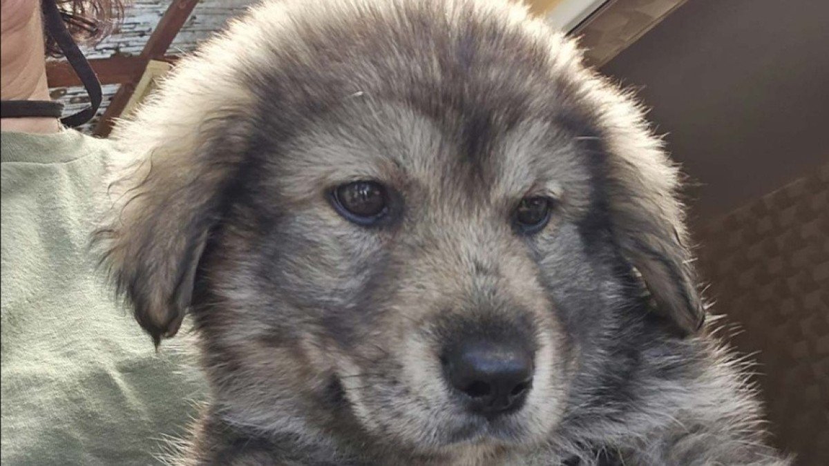 Wolfy
