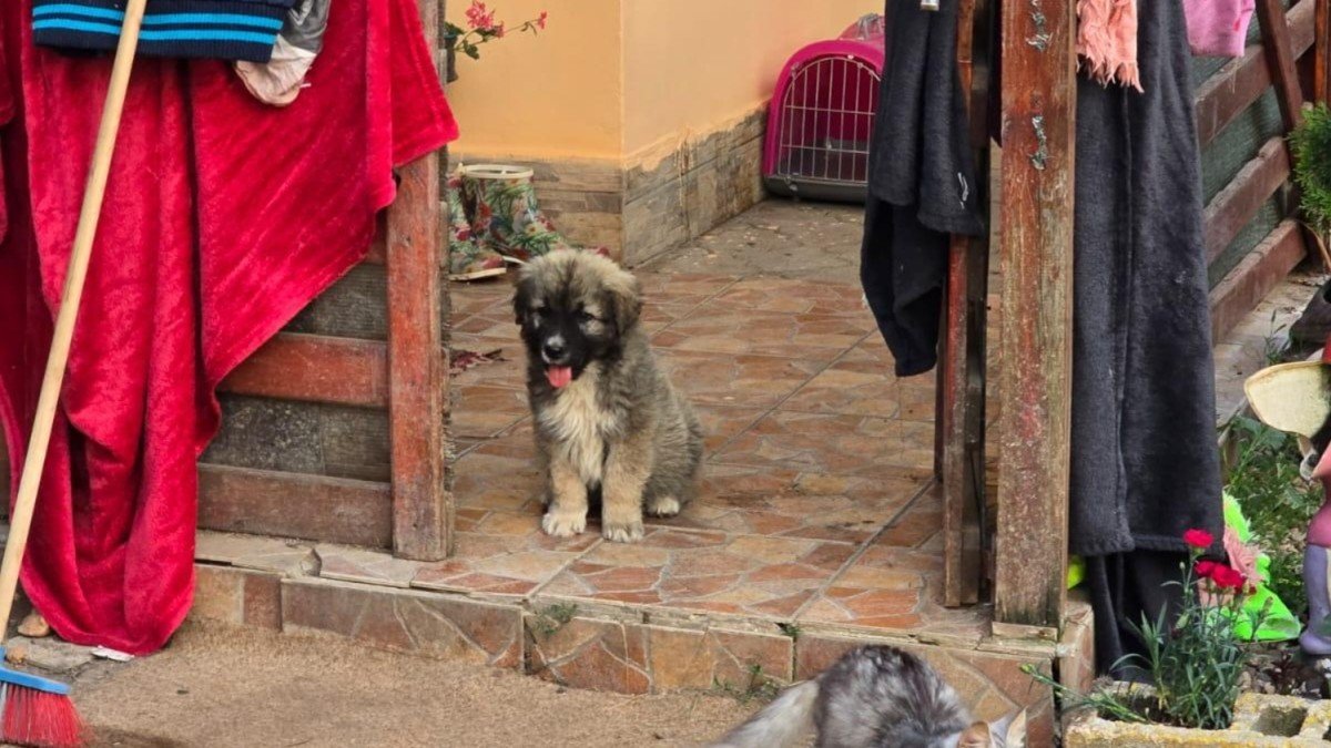 Koda