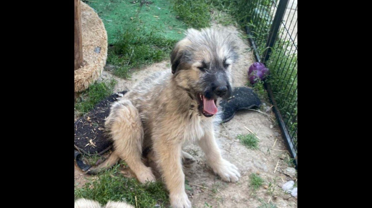 Koda