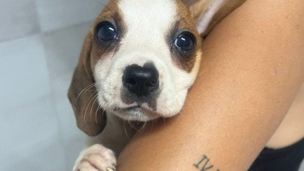 Ginny
