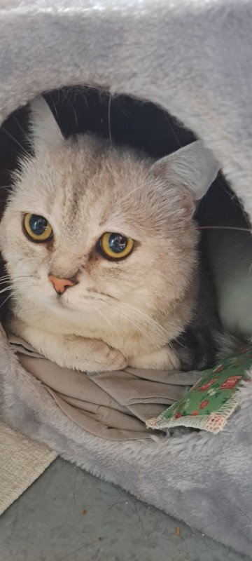 Olaf