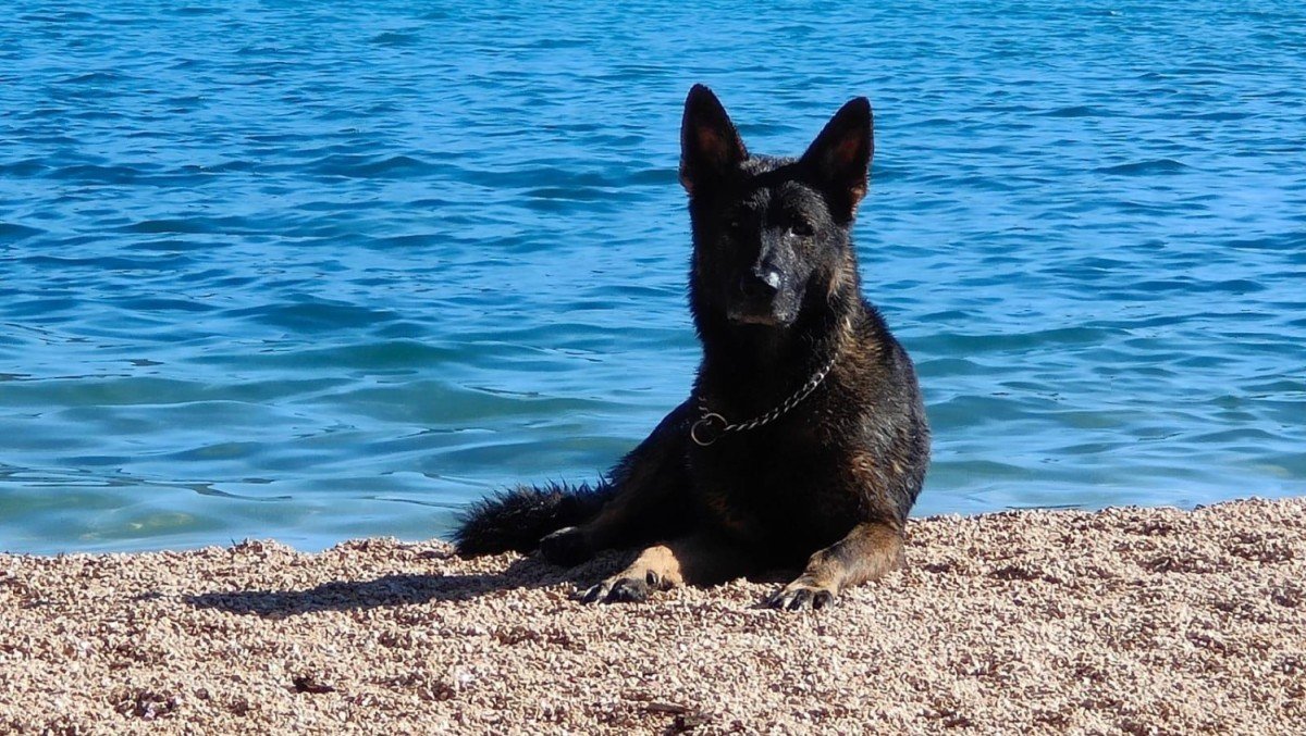 Duco