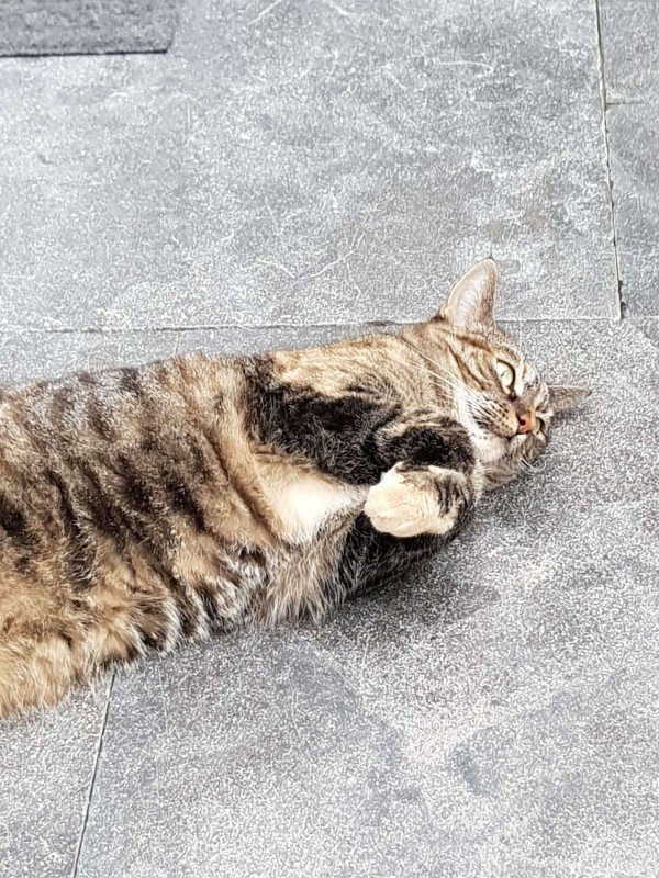 Kitty