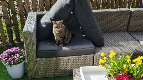 Kitty