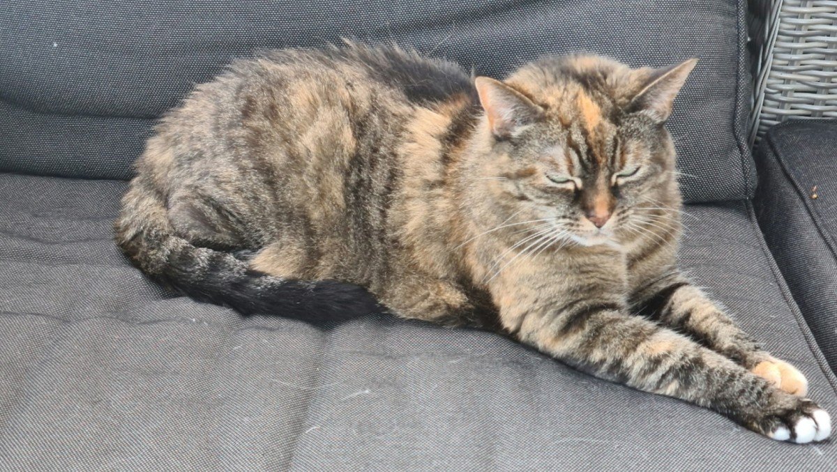 Kitty
