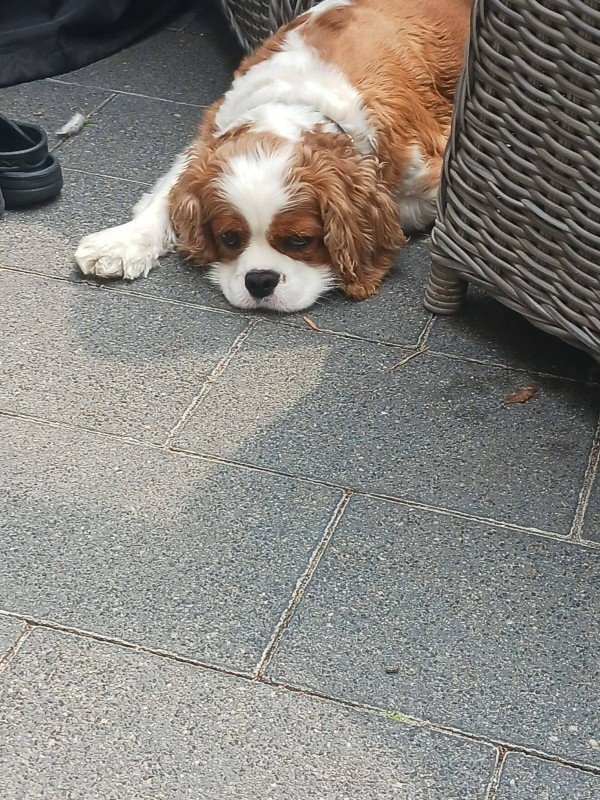 Winston