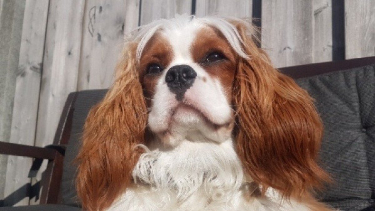 Winston