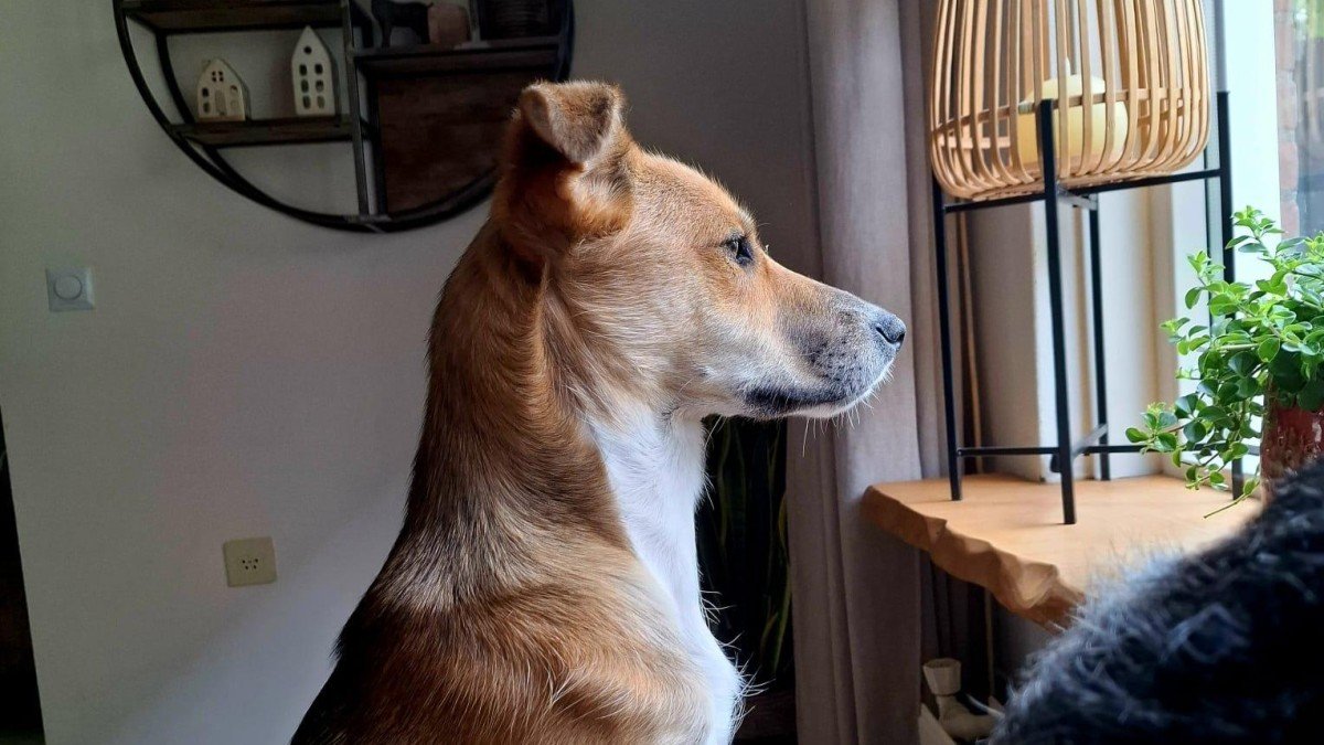 Mya