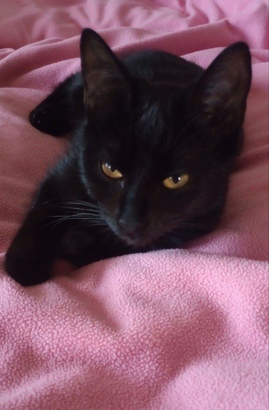 Mimi