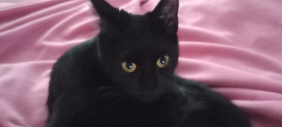 Mimi
