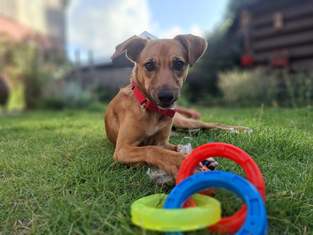 Daisy