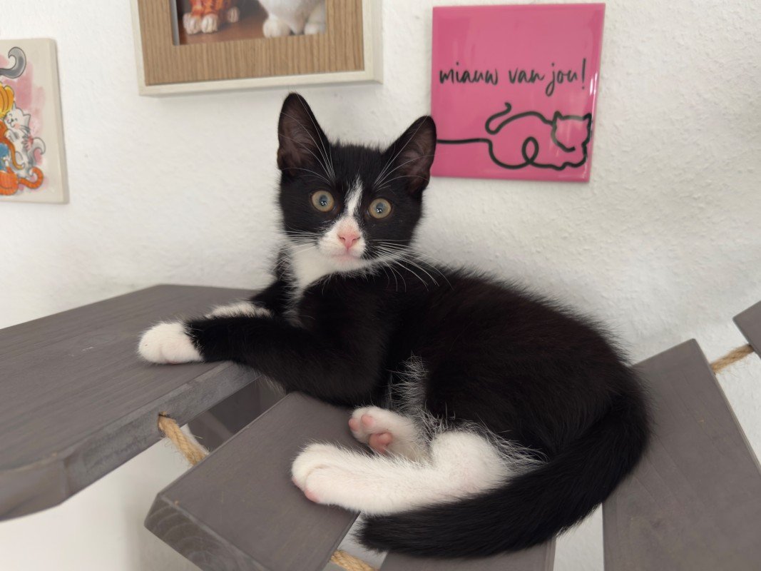 Michel