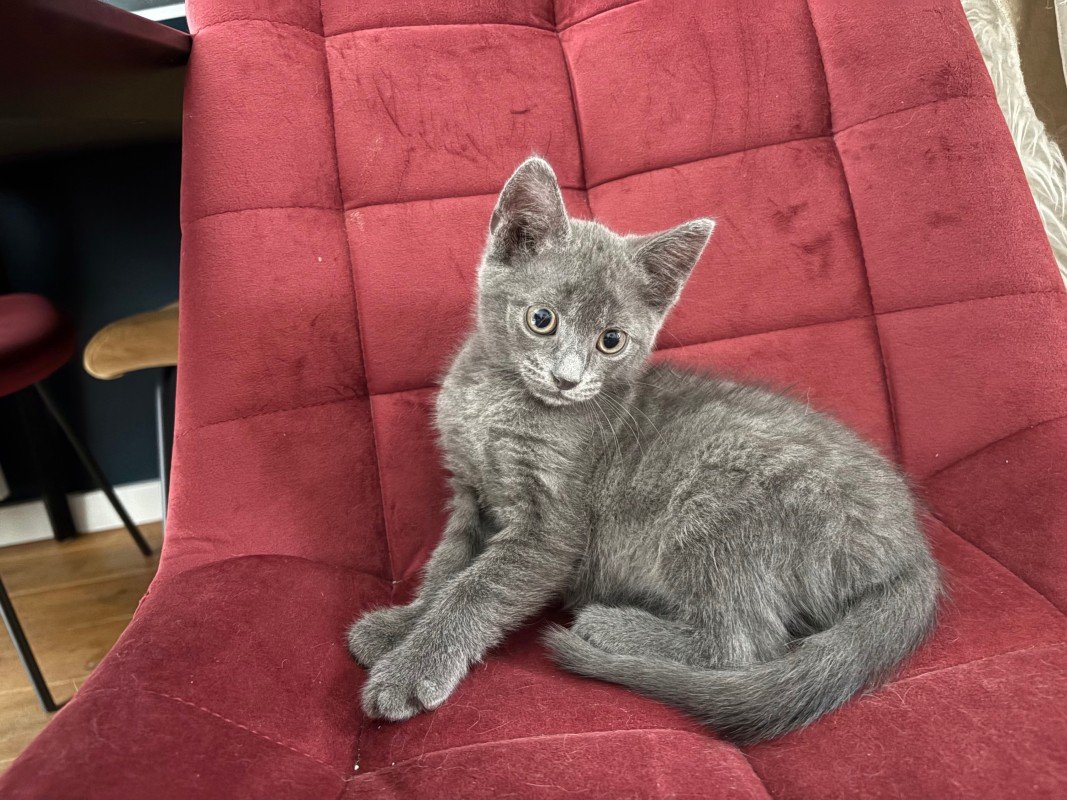 Ted