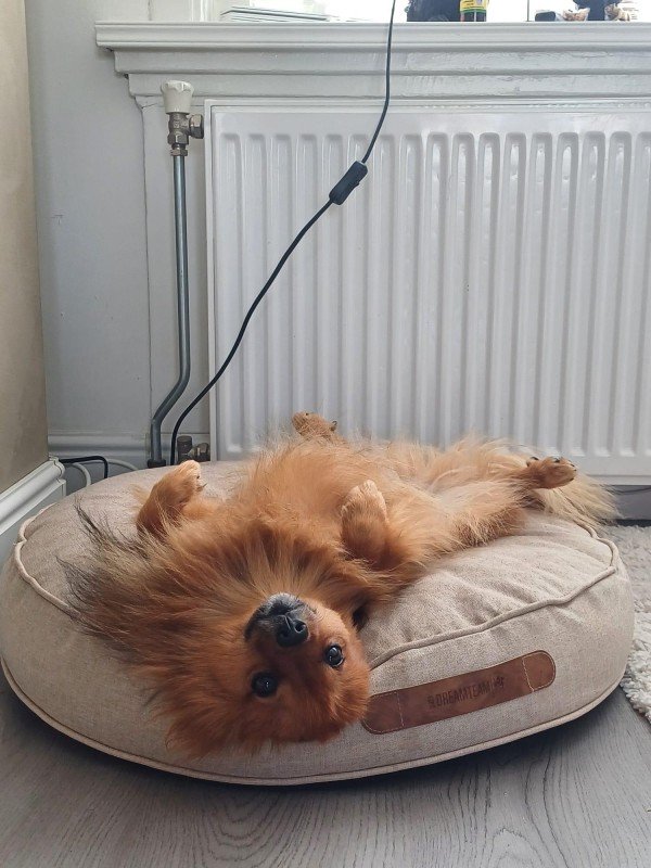Gijs