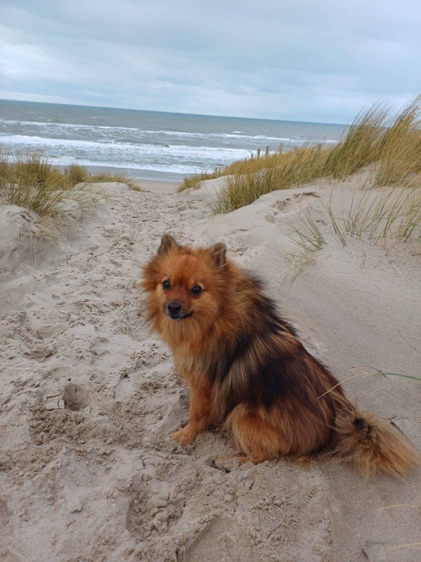 Gijs