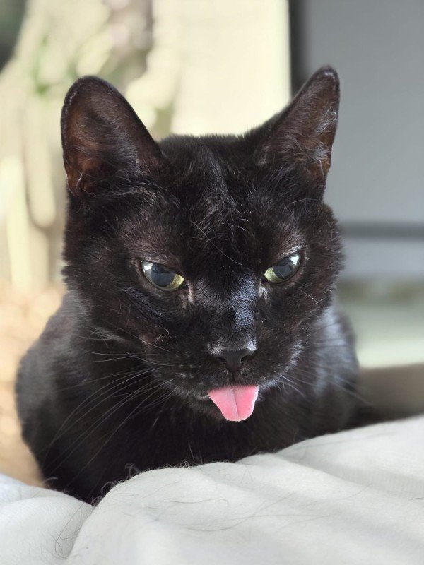 Diva