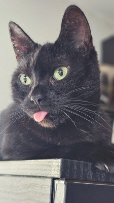 Diva