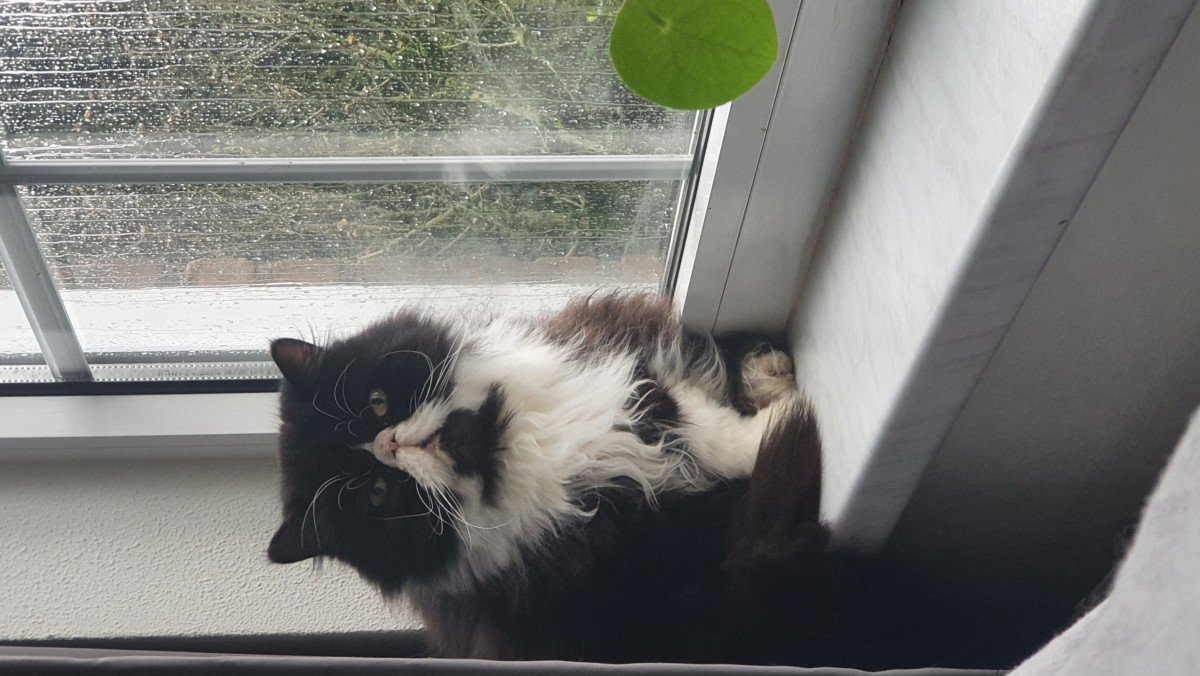 Karel