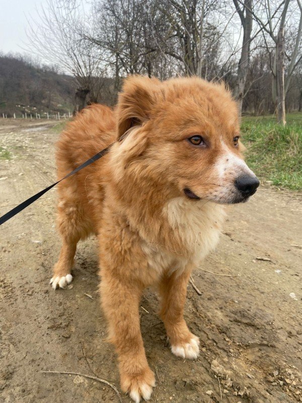 LUCA