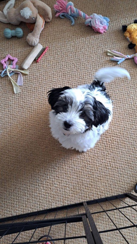 Tess