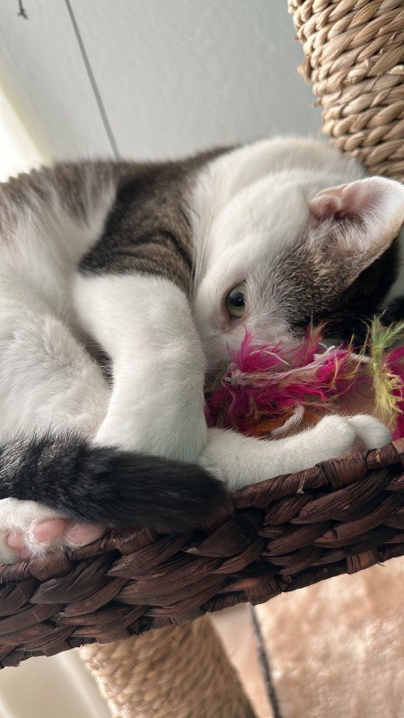 Vriend