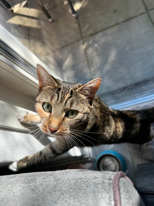Nala